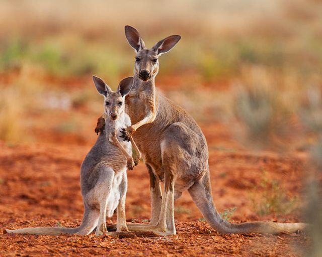 Kangaroo with its joey