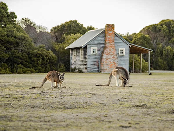 Kangaroos grazing Springlawn