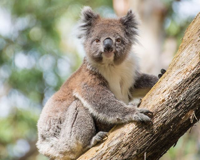 A Koala holding onto a branch