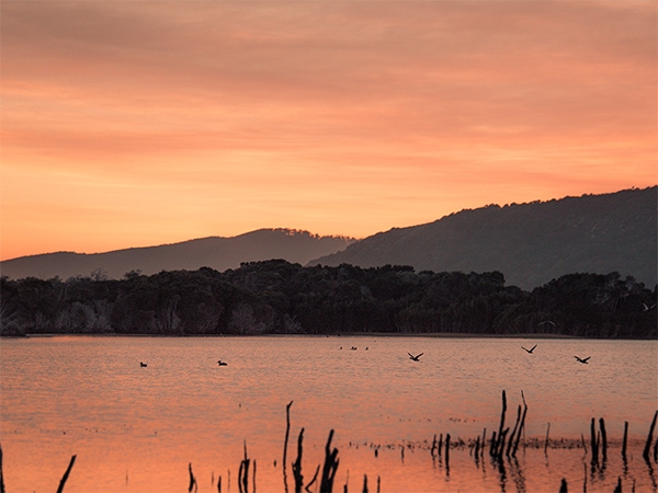 water birds at Narawntapu National Park 