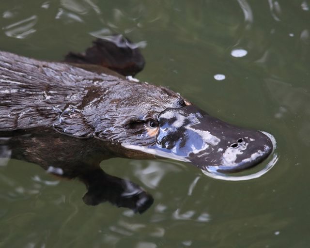 Platypus