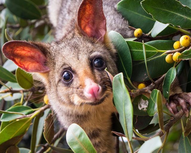 Possum looking into the camera