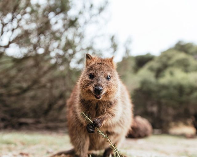 Quokka smiling at the camera
