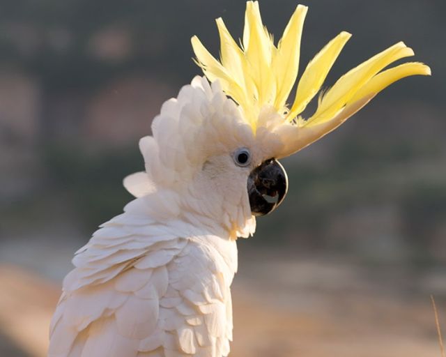 A white Sulphur Crested Cockatoo
