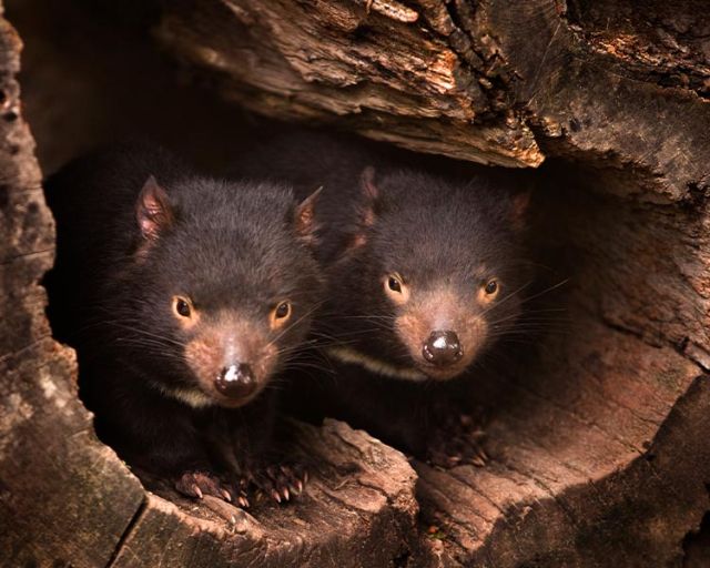 Two Tasmanian Devils