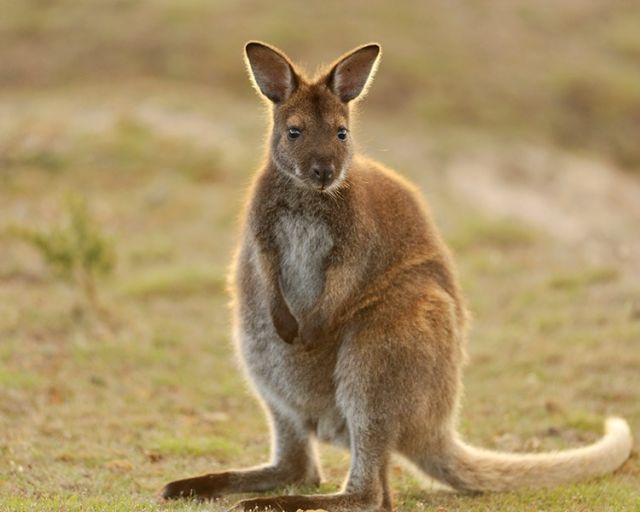Wallaby