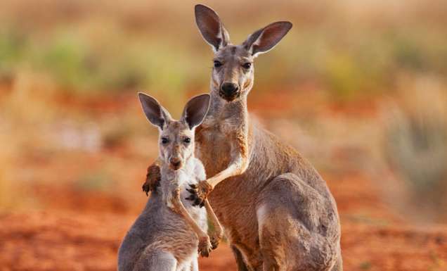 Kangaroos