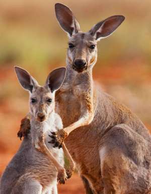 Kangaroos