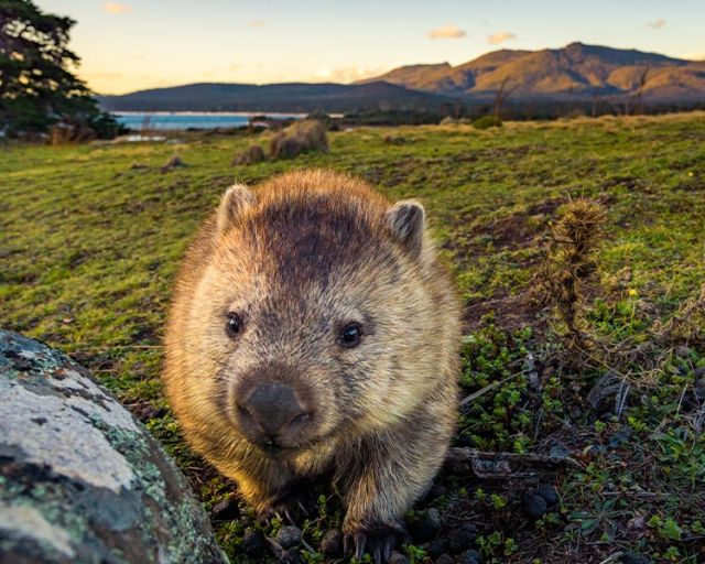 Wombat looking at the camera