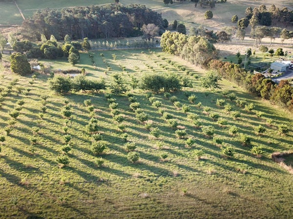 Nutopia in Lilydale, South Australia
