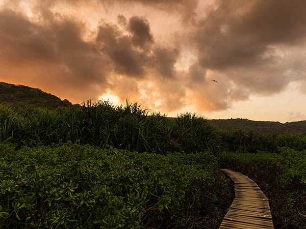 Boardwalk at Hughs Dale, Christmas Island, Australia