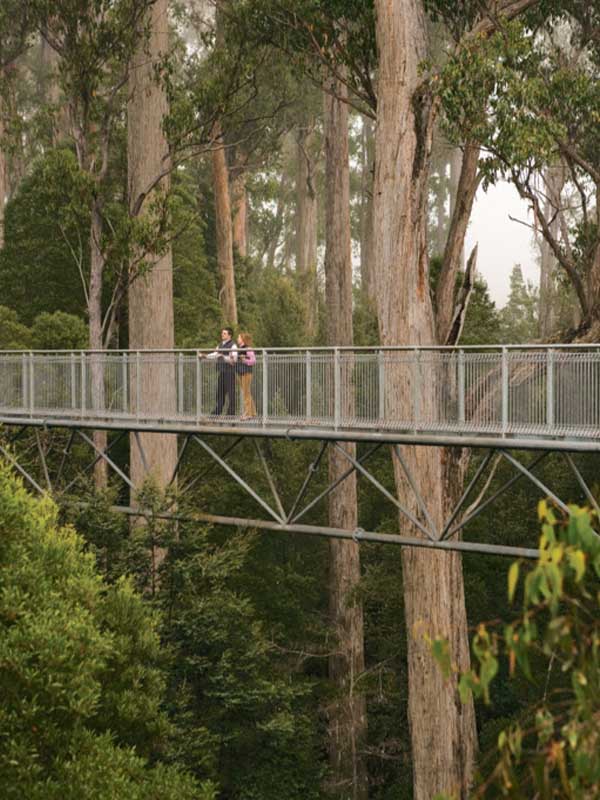 Bridge in the middle of forest, Hobart, Tasmania, Australia