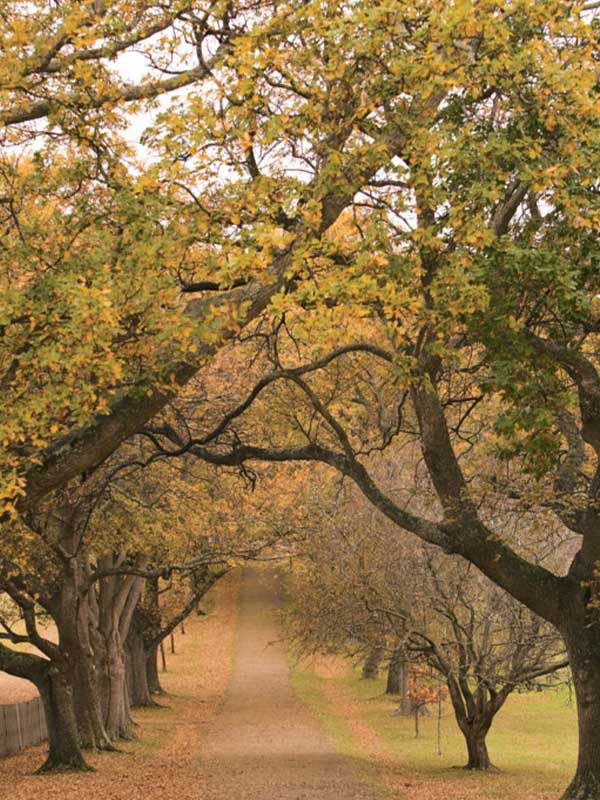 Line of trees with yellow leaves, Hobart, Tasmania, Australia