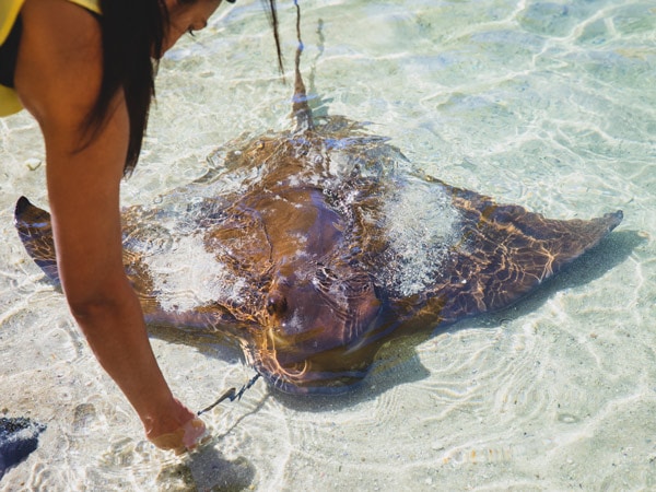 Guests feeding the resident rays at Irukandji Shark and Ray Encounters, Anna Bay