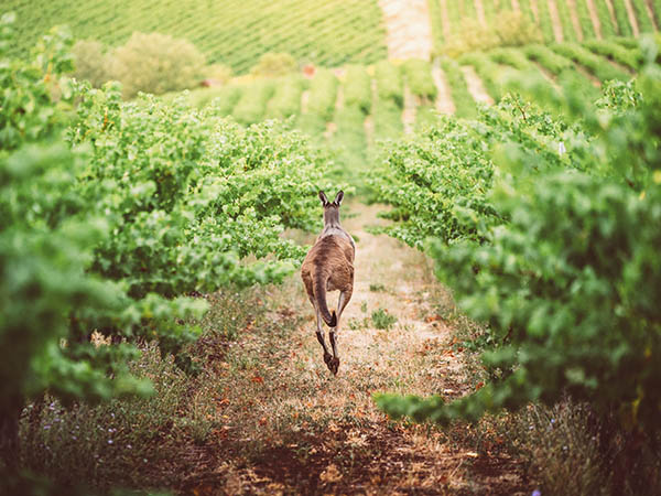 Kangaroo in Adelaide Vineyard, Australia
