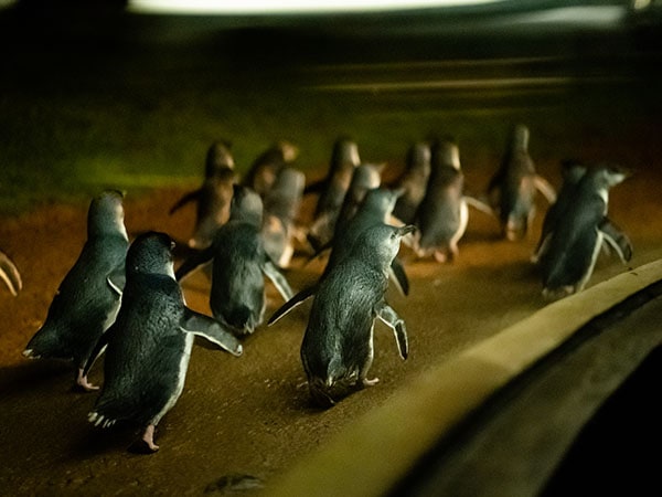 Penguin sighting at the Underground Nature Parks, Phillip Island, Gippsland, VIC, Australia