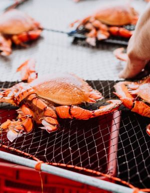 Spanner Crab in Mooloolaba for The Curated Plate