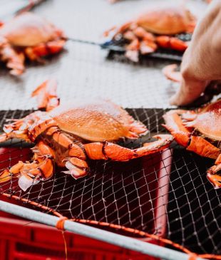 <p><i>Top 10</i> <strong>Aussie</strong> food and wine festivals you’ve never heard of</p>

