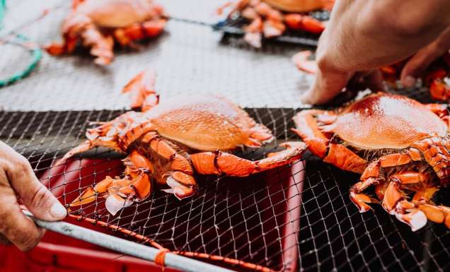 Spanner Crab in Mooloolaba for The Curated Plate