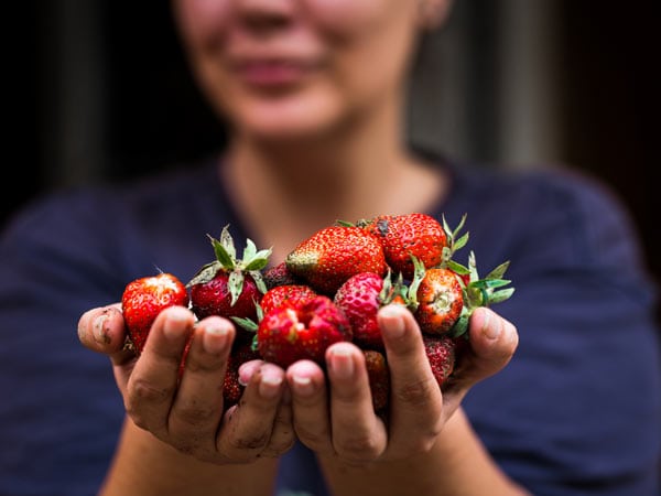Fresh picked strawberries RedFest Cleveland Queensland