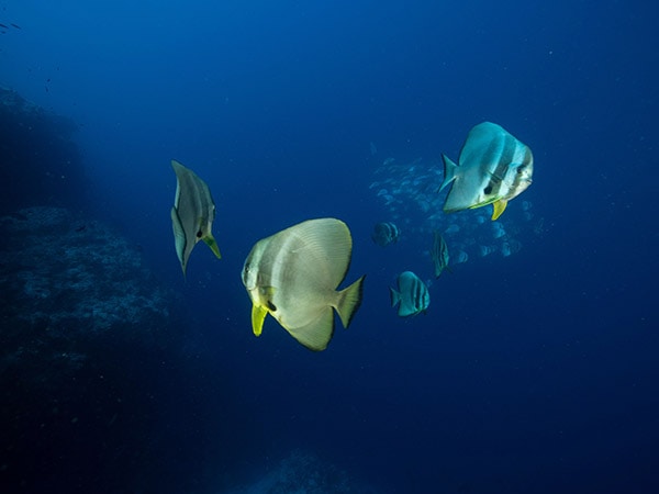 Colourful fish, diving and snorkeling in Christmas Island, Australia