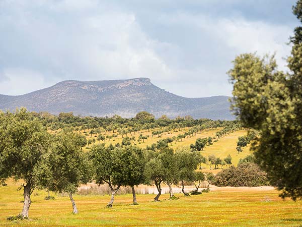 The Grampians Olive Co, Olive Groves in Australia