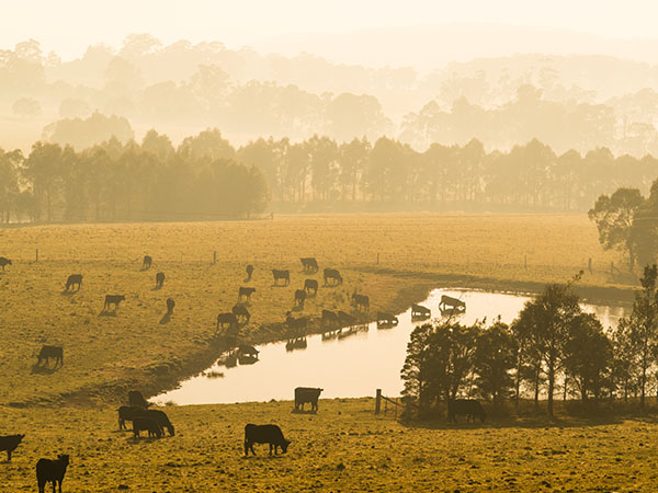southern highlands scenery