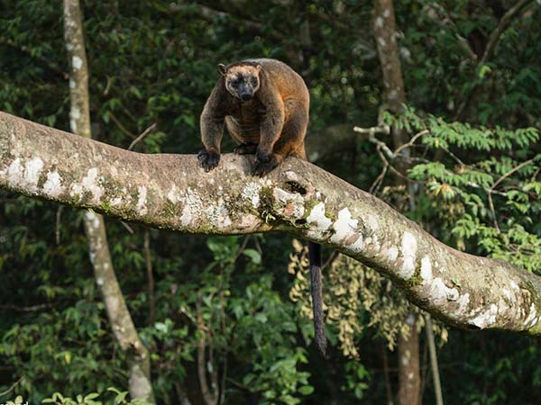 Tree Kangaroo Queensland