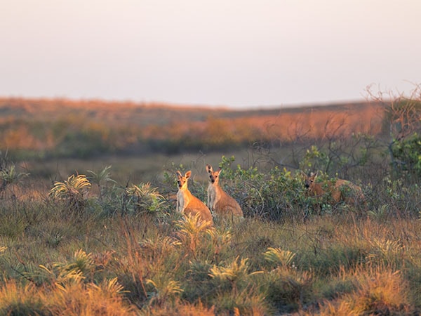 Cape Keraudren Warlu Way