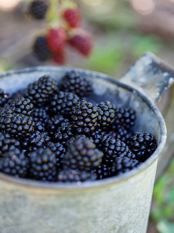 Berries, Alpine Shire Council, Great Valley Road, VIC, Australia