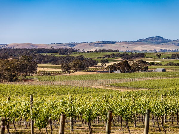 Landscape view of vineyards, Barossa Valley, South Australia, Australia