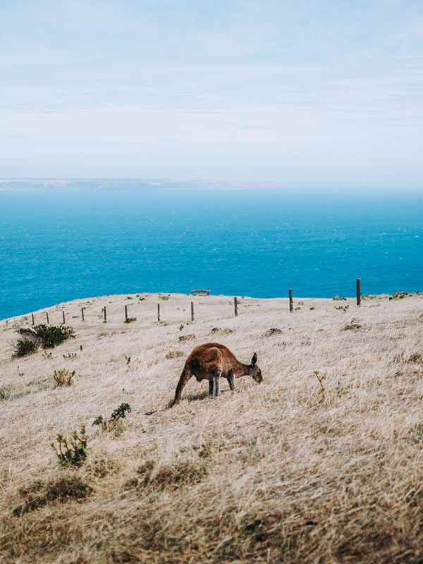 A kangaroo is in Deep Creek Conservation Park. (Image: Jessica Coulter)