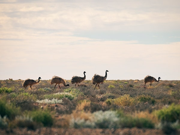 Emus at Broken Hill