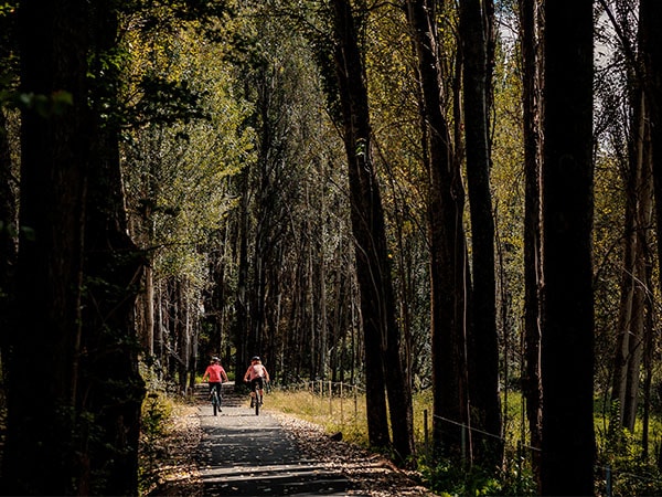 Cycling in the forest, Great Valley Road, Alpine Shire Council, VIC, Australia