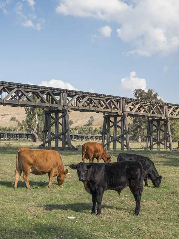 Railway Bridge Gundagai