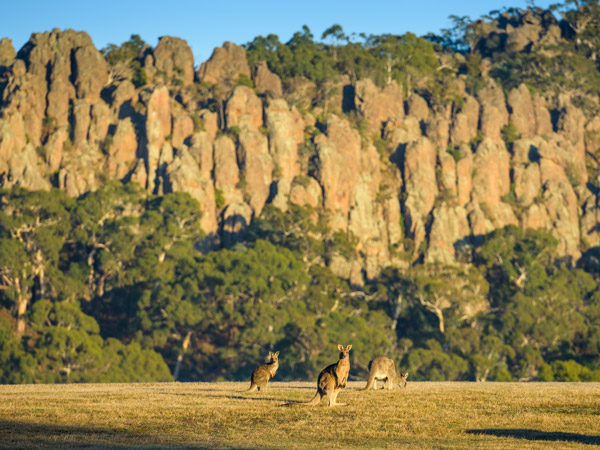 kangaroos grazing on the field at Hanging Rock