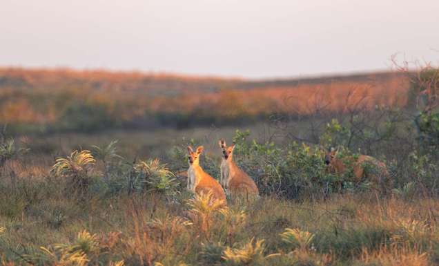 Cape Keraudren Warlu Way