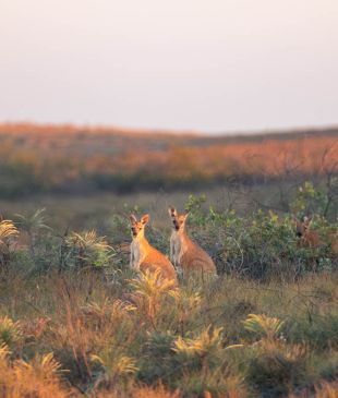 <p><strong>Australia’s</strong> <i>best outback</i> road trips</p>

