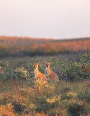 Cape Keraudren Warlu Way