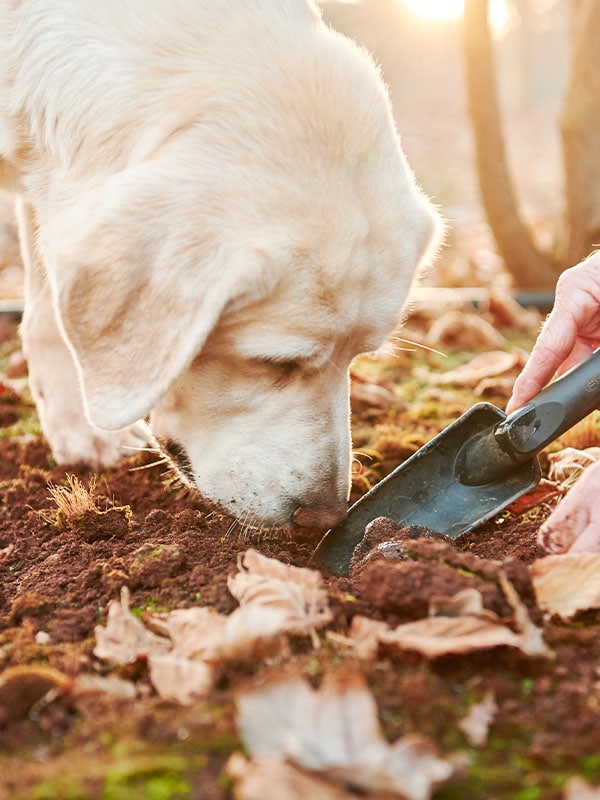 Truffle dogs looking for truffles, Manjimup, West Australia, Australia