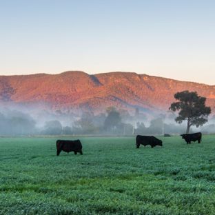 Mudgee