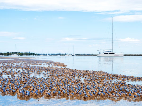 Soldier crabs in Iluka Bay, Iluka. (Image: My Clarence Valley)