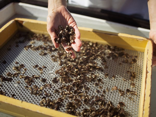 A person is showing young oysters on a Sydney Oysters Farm Tour. (Image: Sydney Oysters Farm Tour)