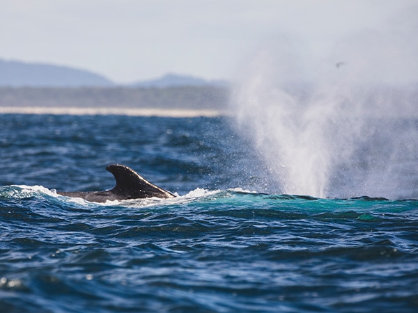 Whale migration, Yamba, NSW, Australia