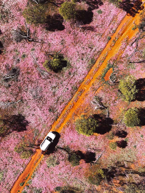 Wildflowers Western Australia Morawa