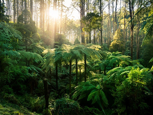 Black Spur ferns
