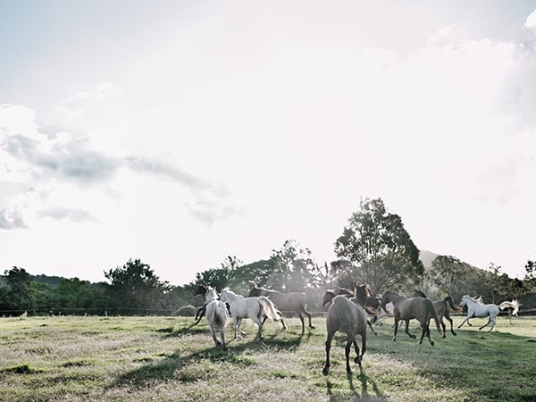 Horses at Mary River Valley