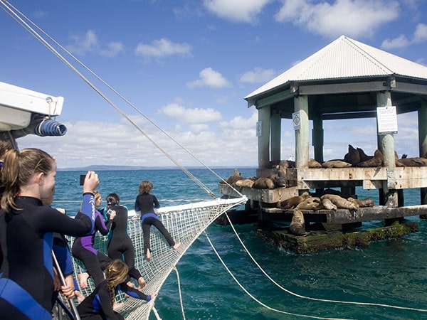 Dolphin & Seal Swim, Port Philip Bay, Geelong, Victoria, Australia