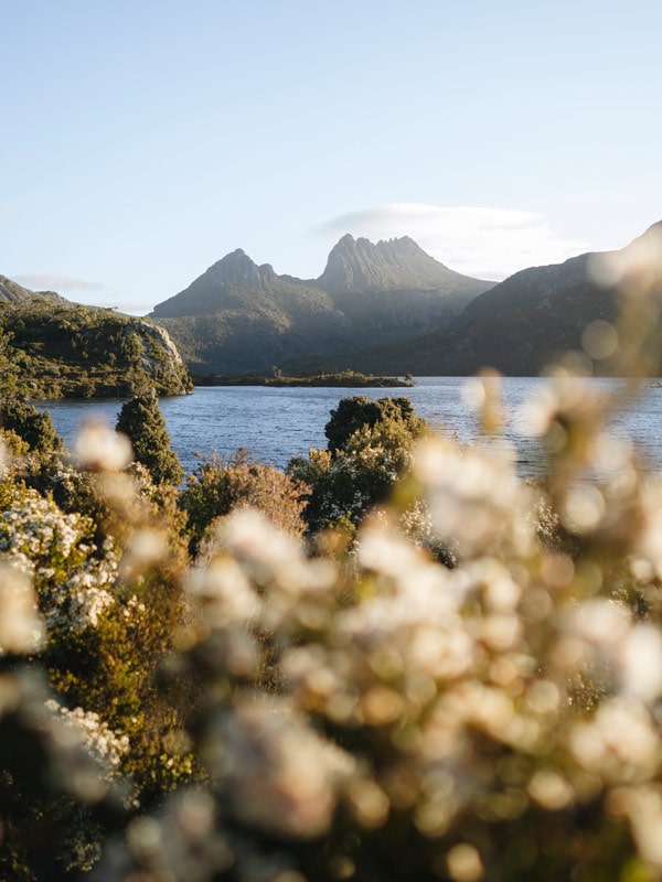 Looking through wildflowers at Cradle Mountain. (Image: Ain Raadik)