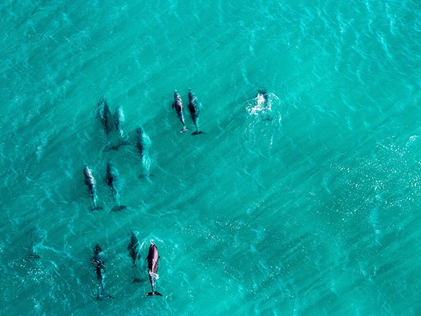 Dolphin Encounter in Western Australia, part of the AAT Kings experience